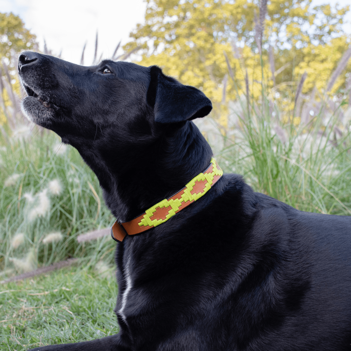 Embroidered Leather Dog Collar (Apple Green)X SmallGaucholife