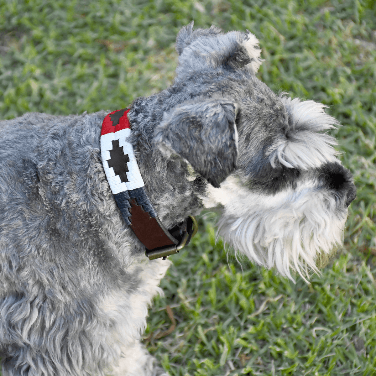 Embroidered Leather Dog Collar (Ceibo)XSGaucholife