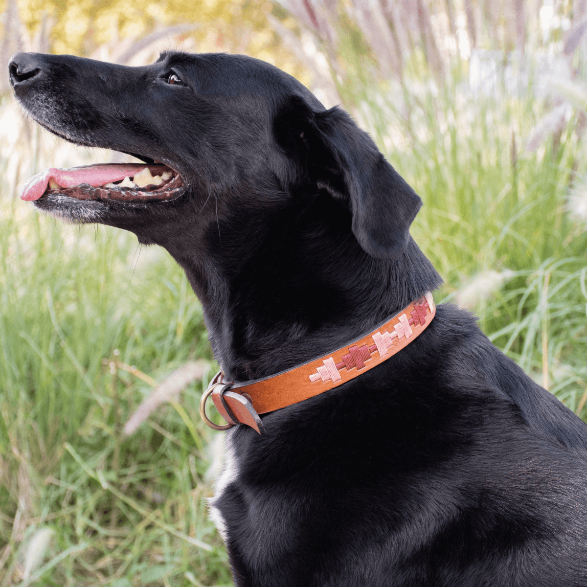 Embroidered Leather Dog Collar (Strawberry)X SmallGaucholife