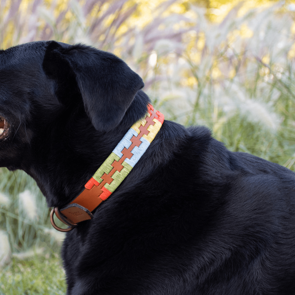 Embroidered Leather Dog Collar (Summer)X SmallGaucholife