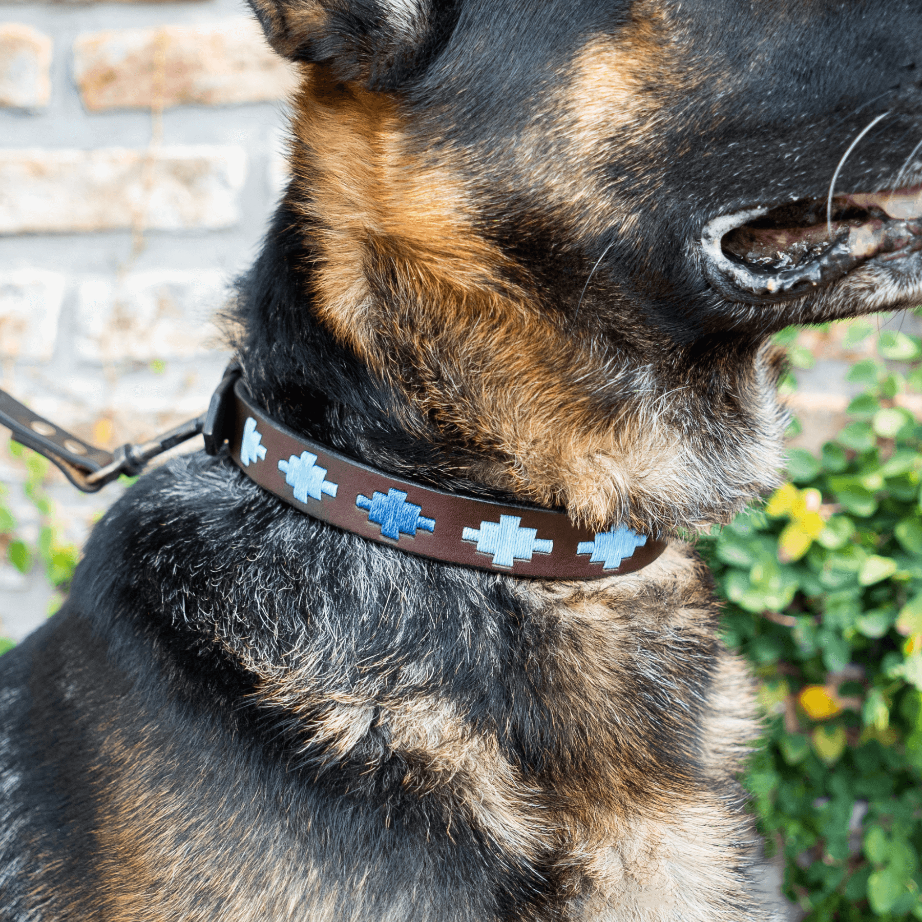 Embroidered Leather Dog Collar (Ombu)