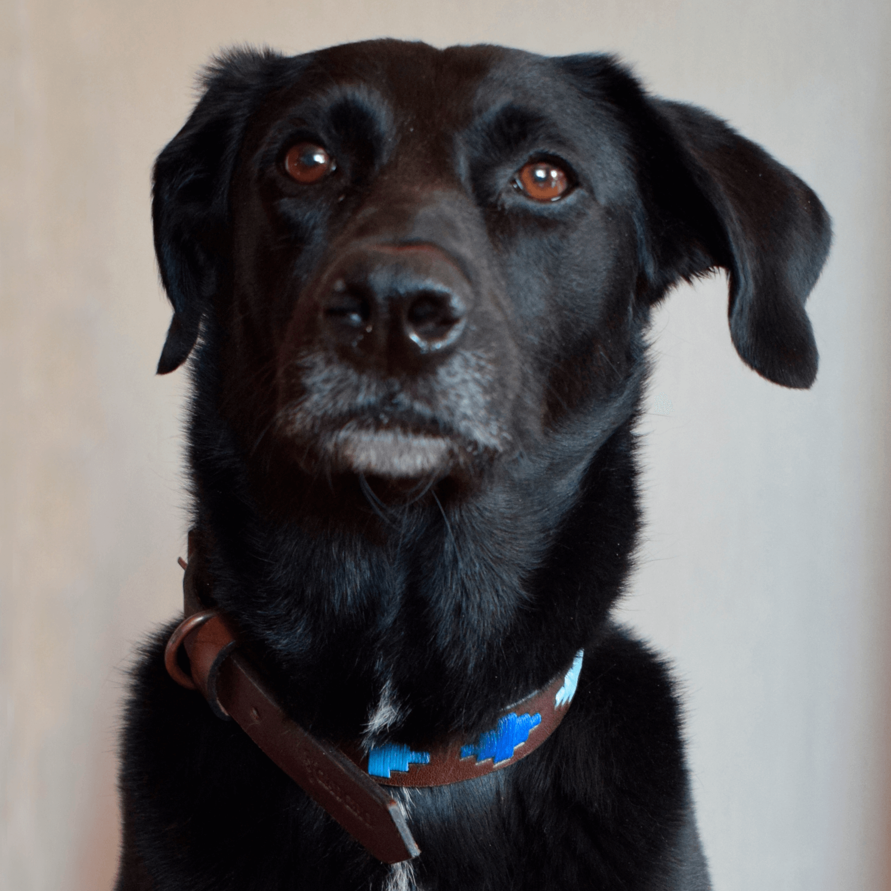 Collar de perro de cuero bordado (Ombu)