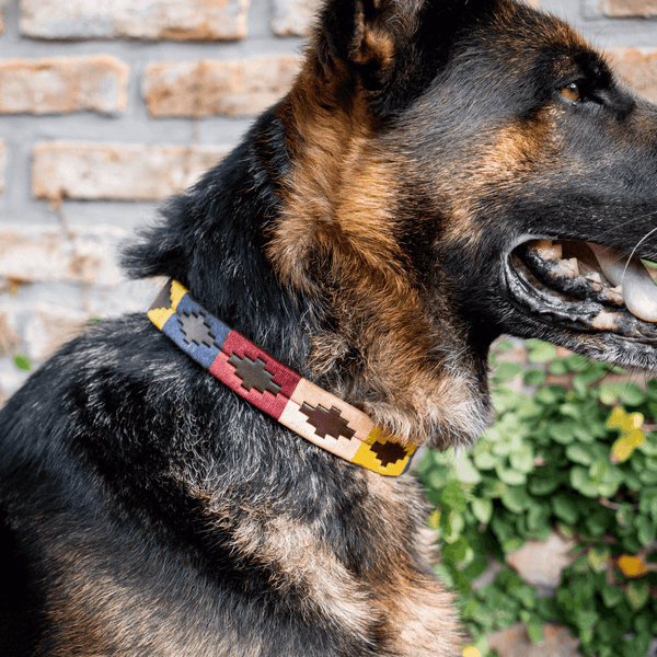 Embroidered Leather Dog Collar (Aconcagua)