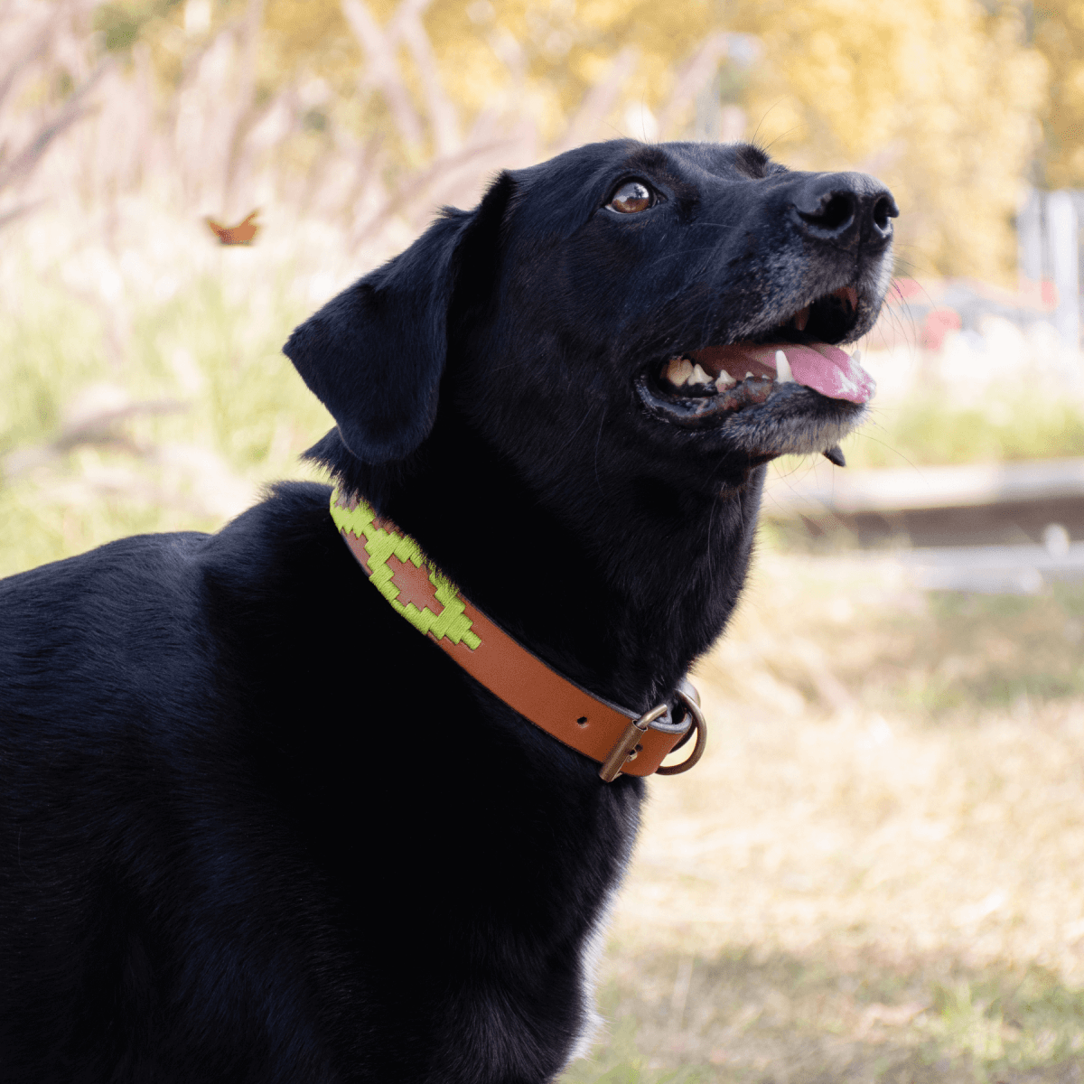 Gaucholife Dogs Embroidered Leather Dog Collar (Apple Green)