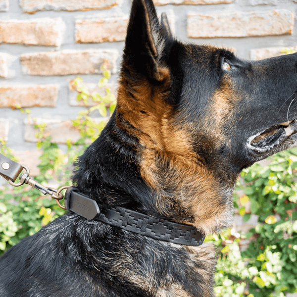 Embroidered Leather Dog Collar (Black)