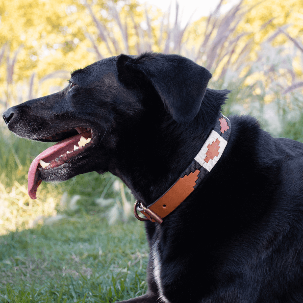 Embroidered Leather Dog Collar (Black/White)X SmallGaucholife