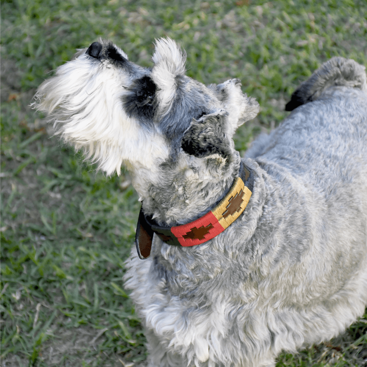 Embroidered Leather Dog Collar (Calandria)XSGaucholife