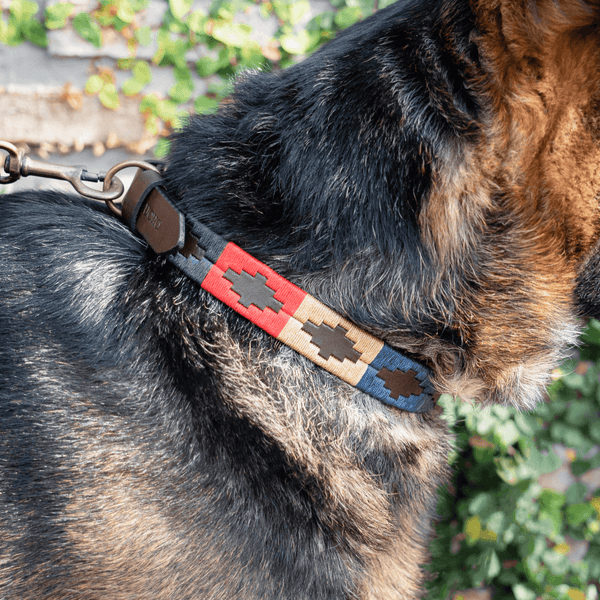 Embroidered Leather Dog Collar (Calandria)