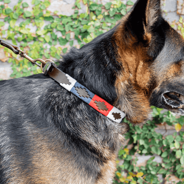 Collar Perro Cuero Bordado (Ceibo)