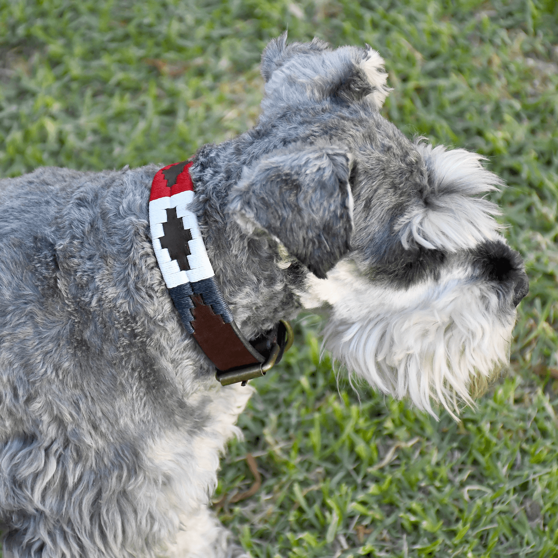 Gaucholife Dogs Embroidered Leather Dog Collar (Ceibo)