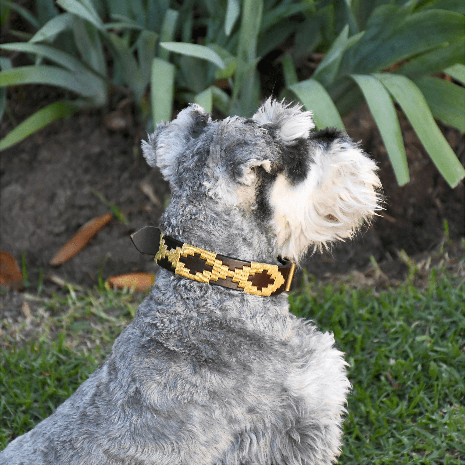Gaucholife Dogs Embroidered Leather Dog Collar (Dorado)