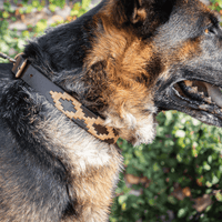 Embroidered Leather Dog Collar (Dorado)