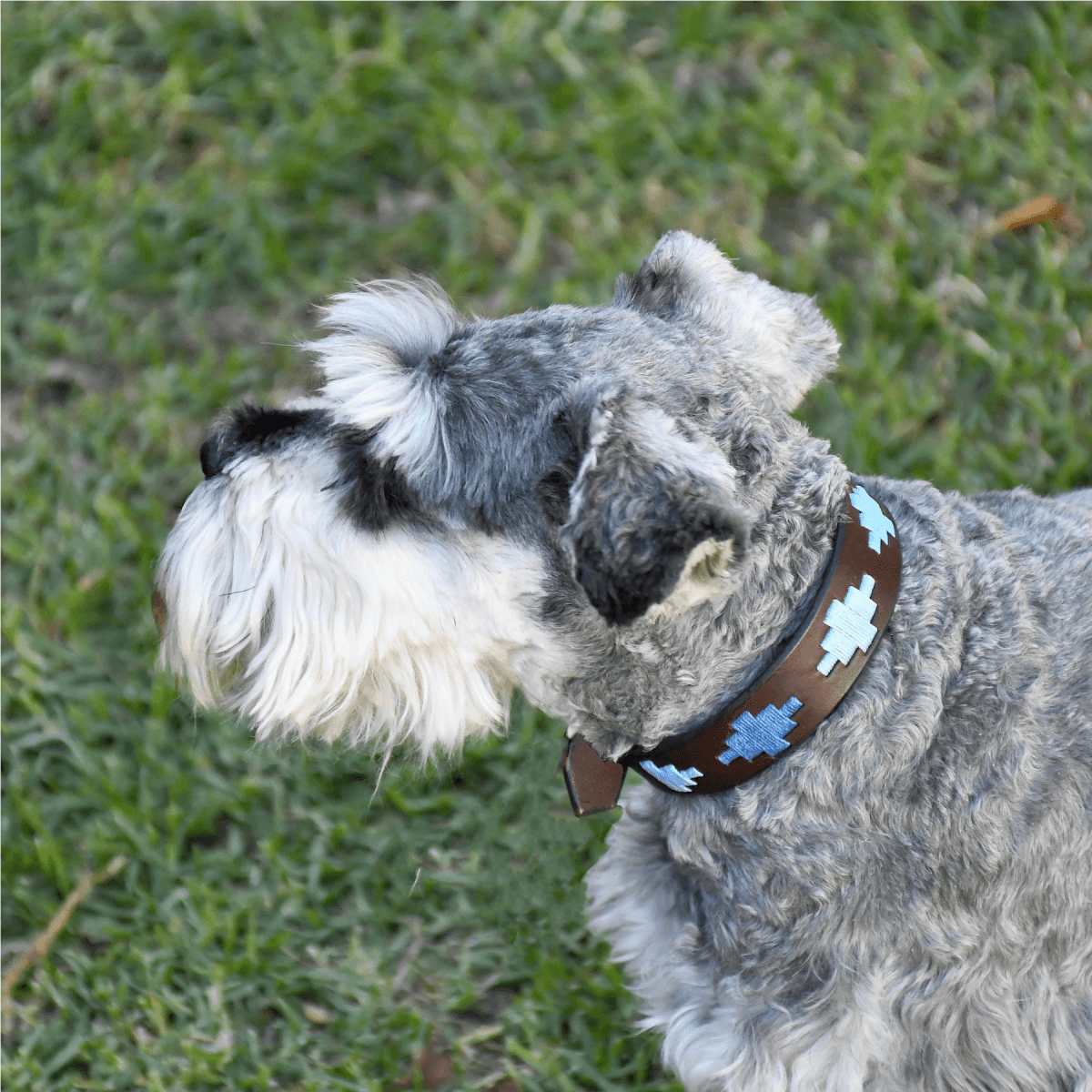 Embroidered Leather Dog Collar (Ombu)XSGaucholife