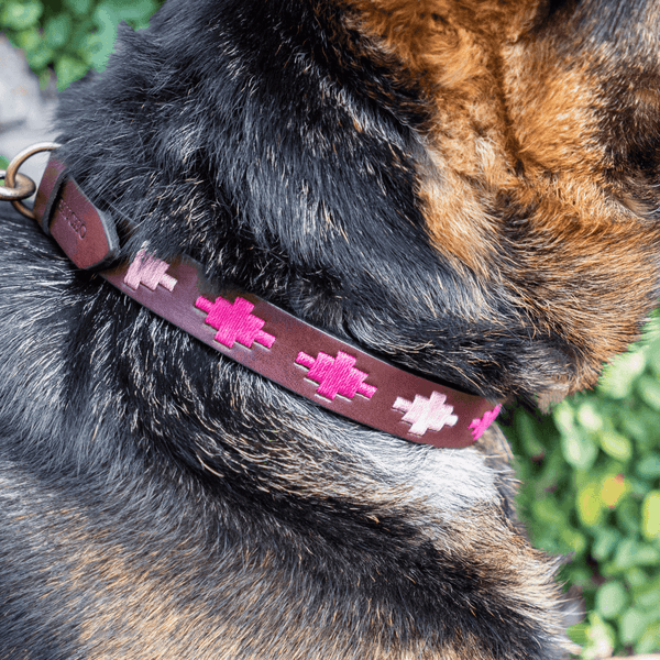 Embroidered Leather Dog Collar (Pinos)