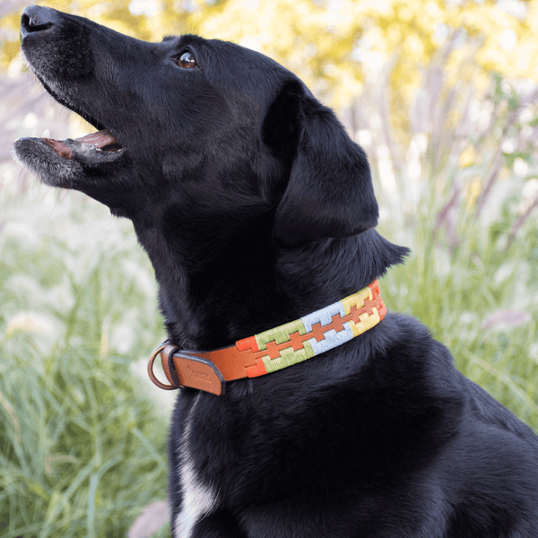 Embroidered Leather Dog Collar (Summer)
