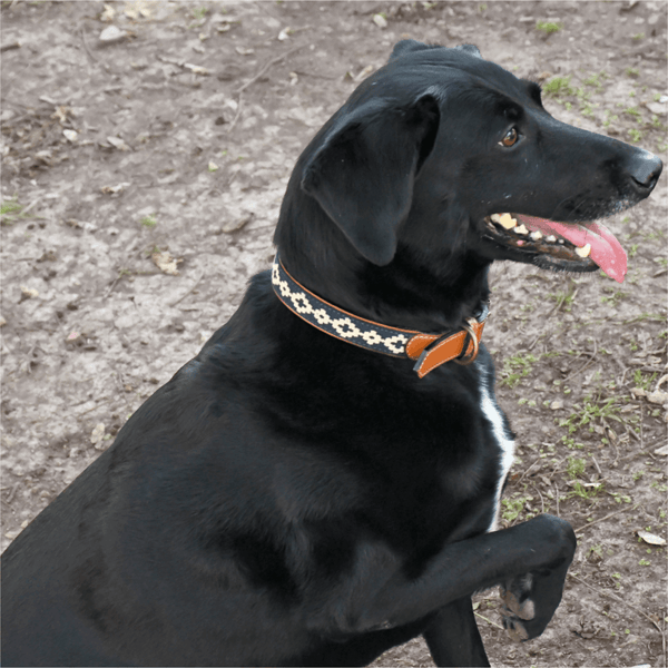 Guarda Pampas Leather Dog Collar (Blue)