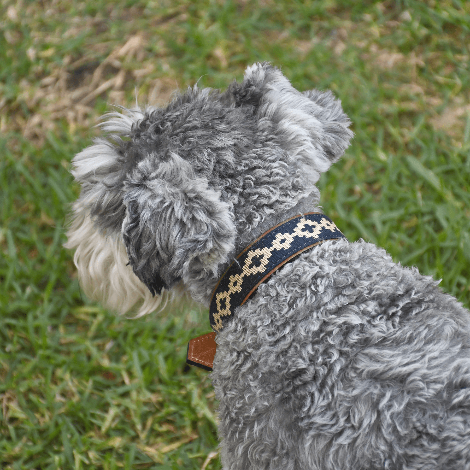 Gaucholife Dogs Guarda Pampas Leather Dog Collar (Blue)
