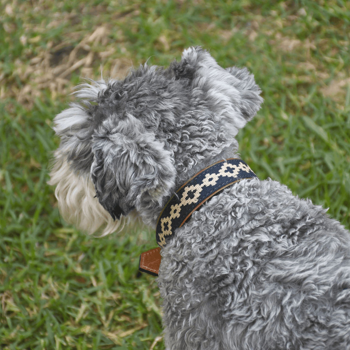 Guarda Pampas Leather Dog Collar (Blue)X SmallGaucholife