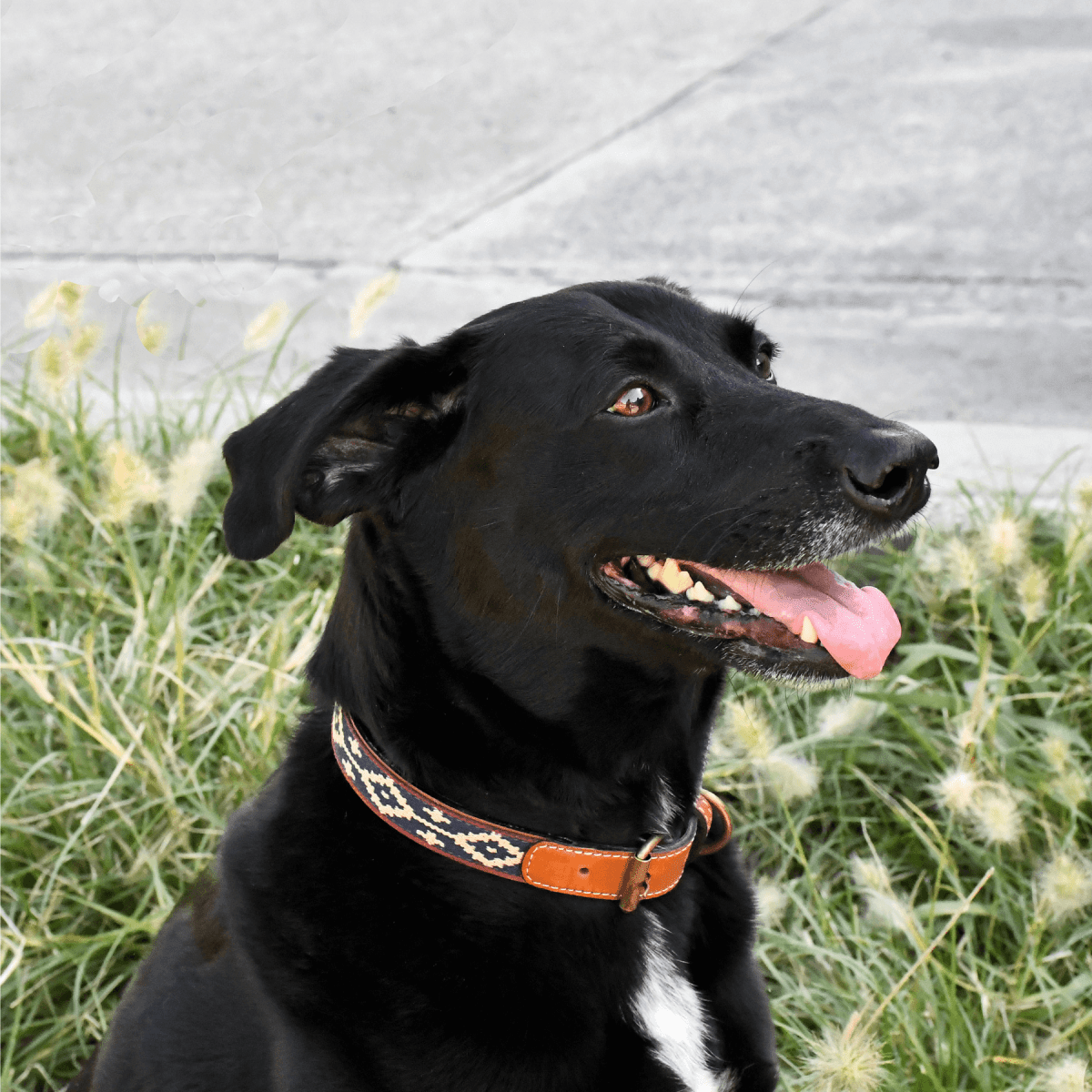 Guarda Pampas Leather Dog Collar (Blue/Red)X SmallGaucholife