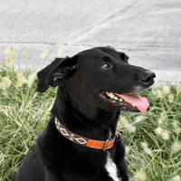 Guarda Pampas Leather Dog Collar (Blue/Red)
