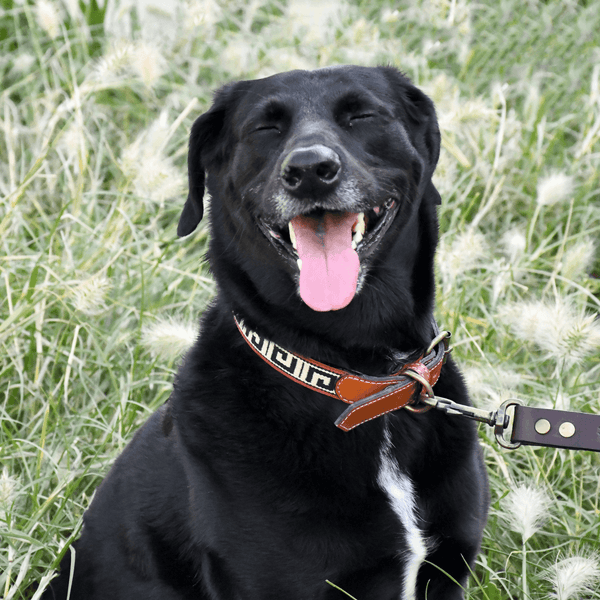 Collar de perro de cuero Guarda Pampas (griego)
