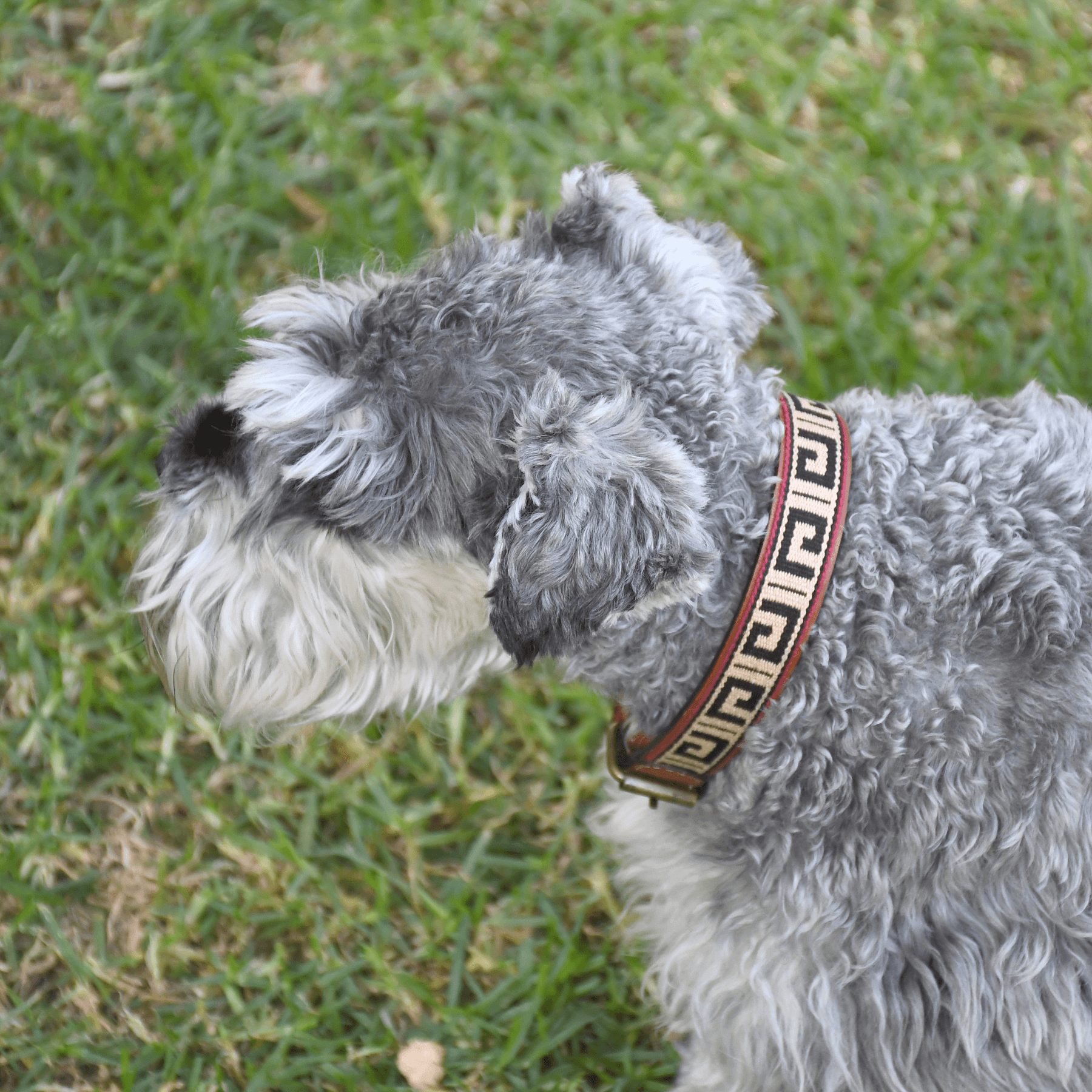 Gaucholife Dogs Guarda Pampas Leather Dog Collar (Greek)