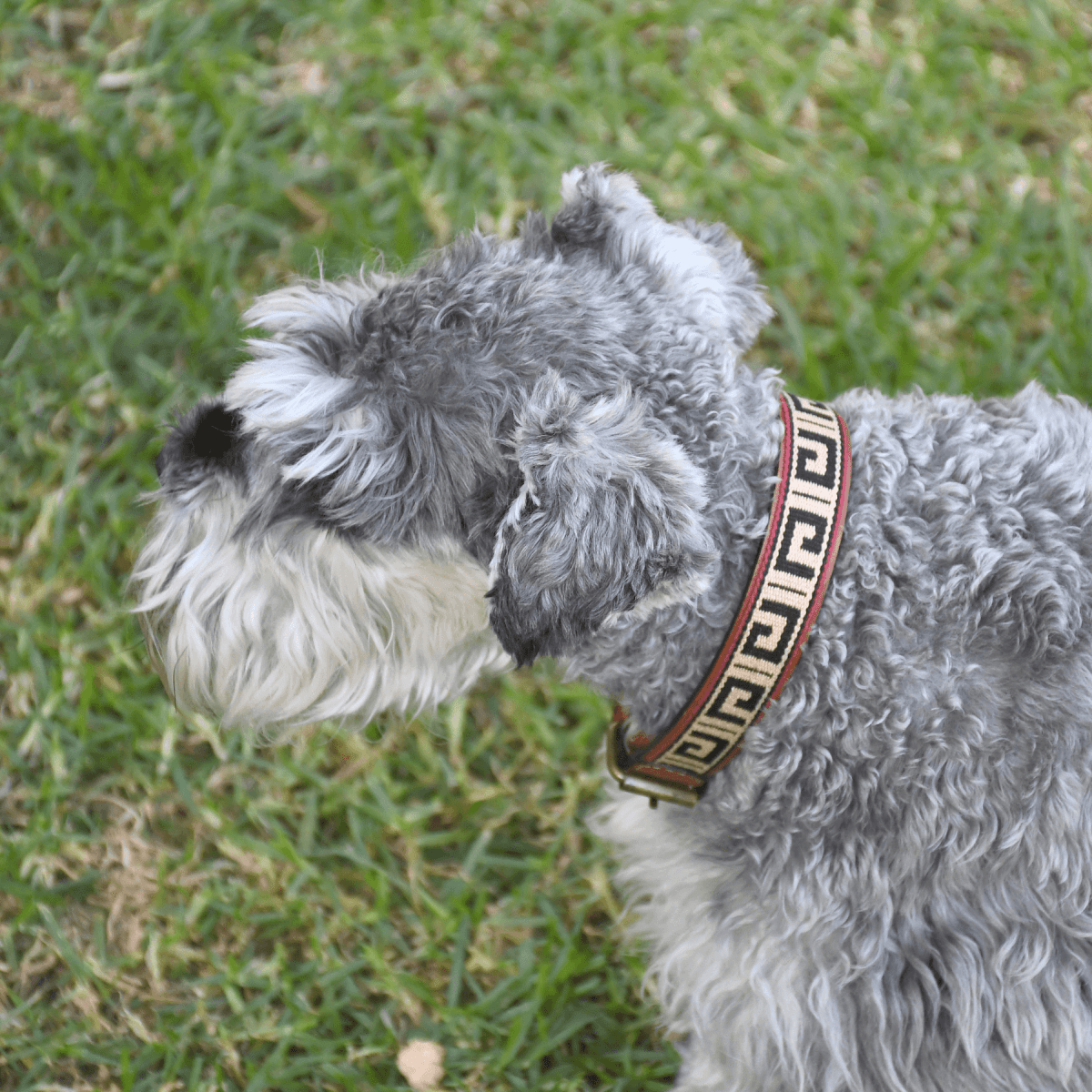 Guarda Pampas Leather Dog Collar (Greek)X SmallGaucholife