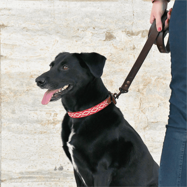 Guarda Pampas Leather Dog Collar (Red)