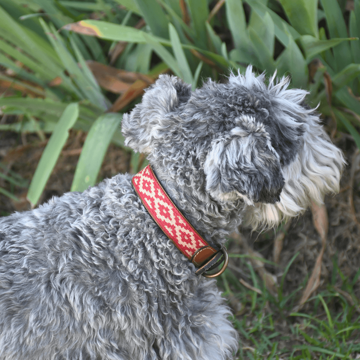 Guarda Pampas Leather Dog Collar (Red)X SmallGaucholife