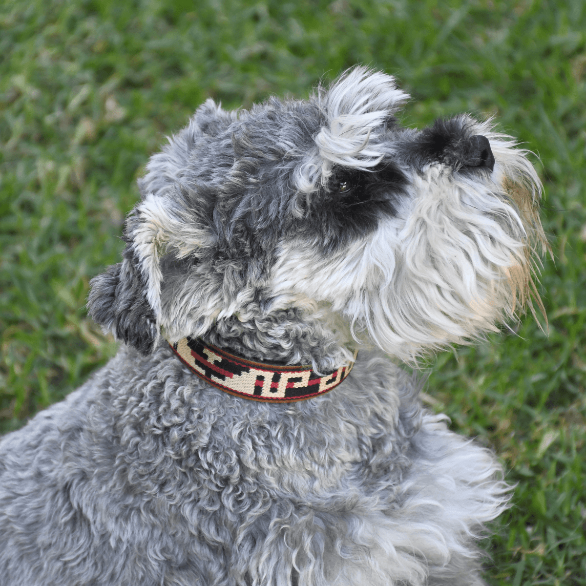 Guarda Pampas Leather Dog Collar (Tribal)X SmallGaucholife