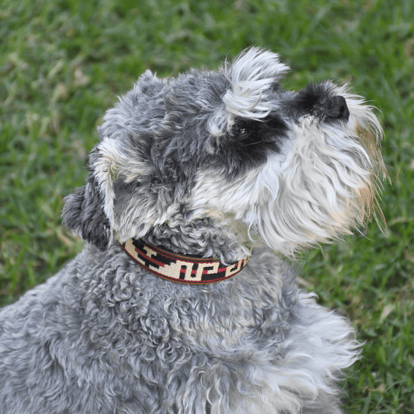 Collar de cuero para perros Guarda Pampas (Tribal)